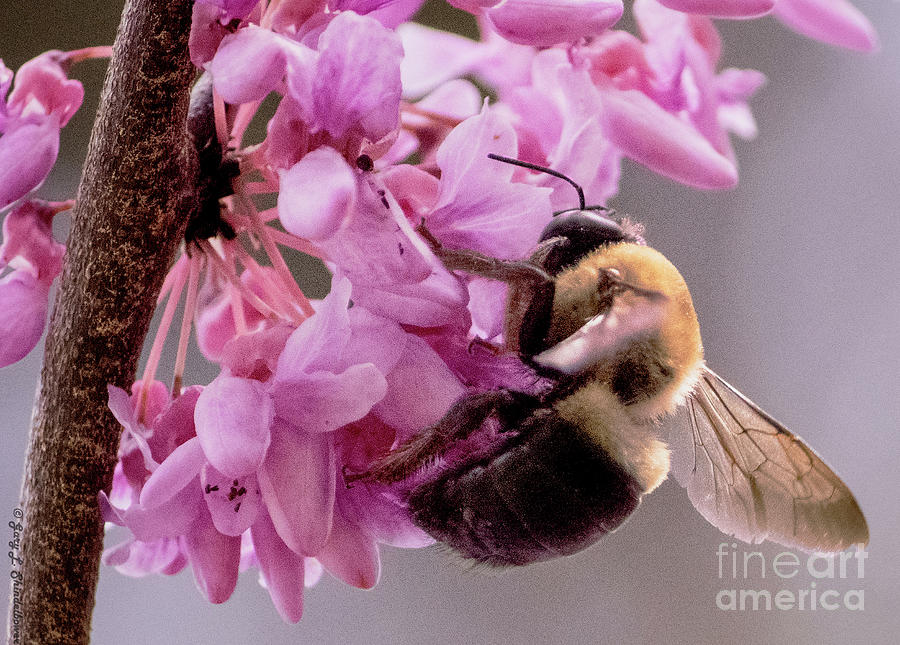 Cave Spring Bee Pink Flower Photograph