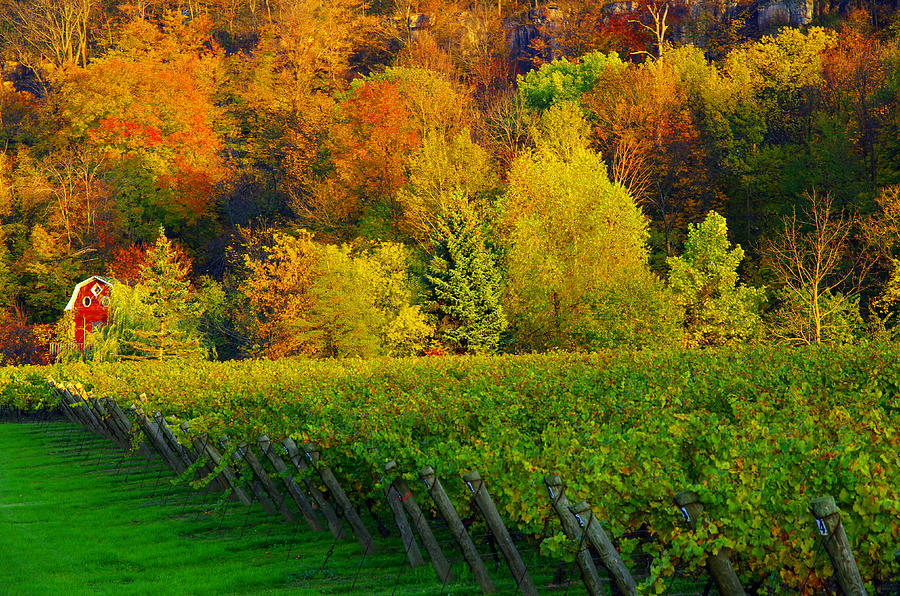 Autumn at the Vineyard - Niagara Photograph by Kenneth Lane Smith