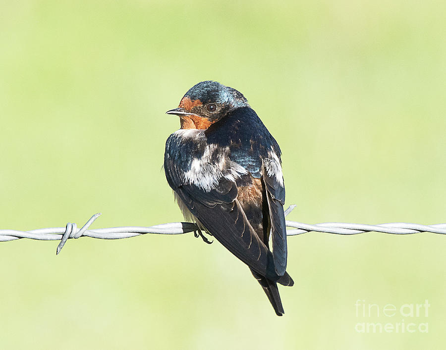Cave Swallow Photograph by Dennis Hammer