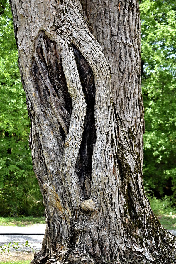 Cavernous Tree Trunk Photograph by Kathy K McClellan