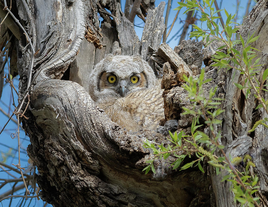 Cavity Nesting Owlet Photograph by Vicki Stansbury