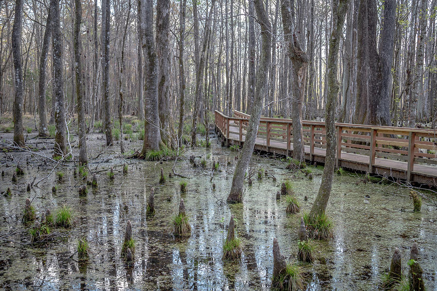 Cypress Swamp at Caw Caw Photograph by Cindy Robinson