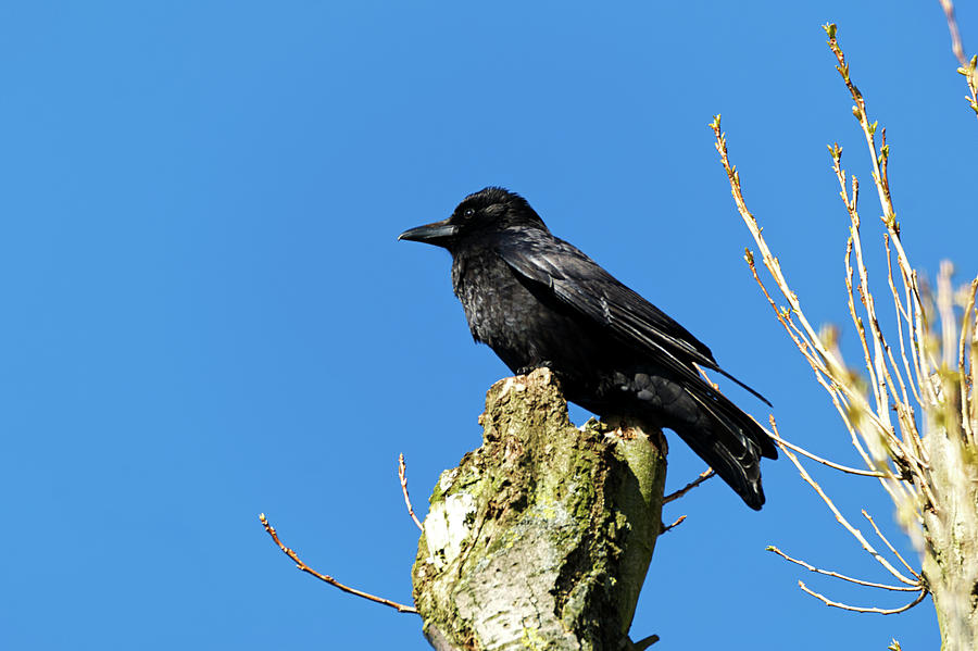 Caw said the crow Photograph by Chris Day