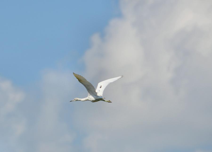 Heron Photograph - Cayman Flight by JAMART Photography