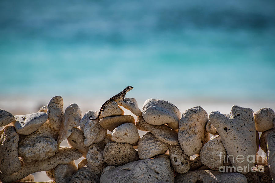 Cayman Islands-lizard On The Rocks Photograph by Judy Wolinsky