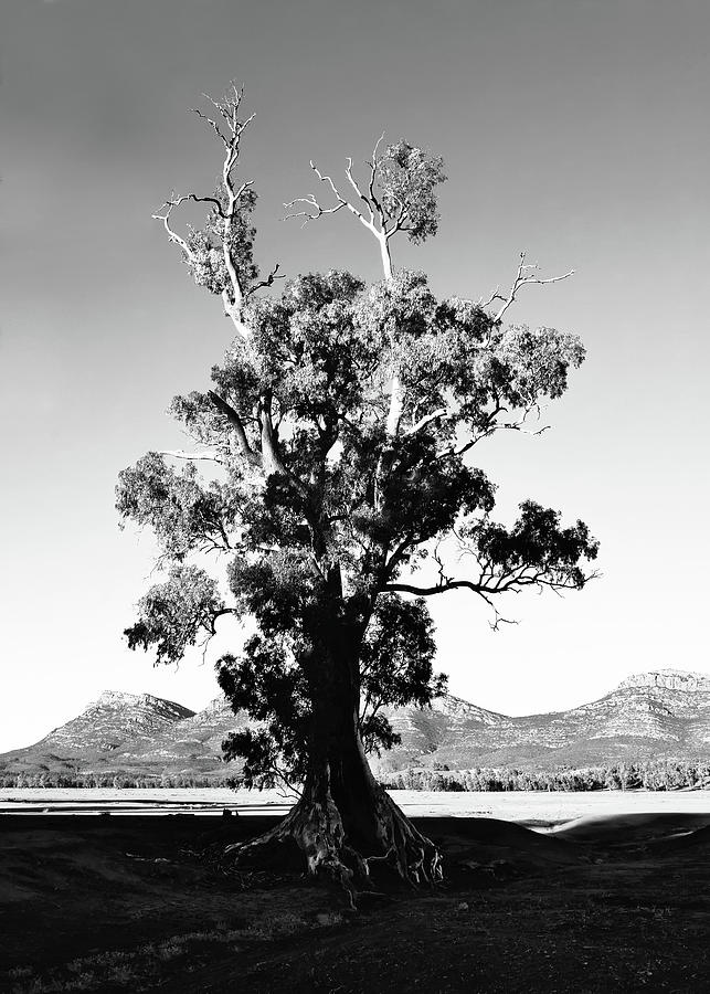 Cazneaux Tree BW 2 Photograph by Lexa Harpell