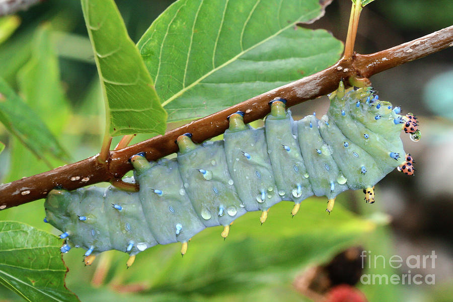 Insects Photograph - Cecropia Caterpillar by Megan McCarty