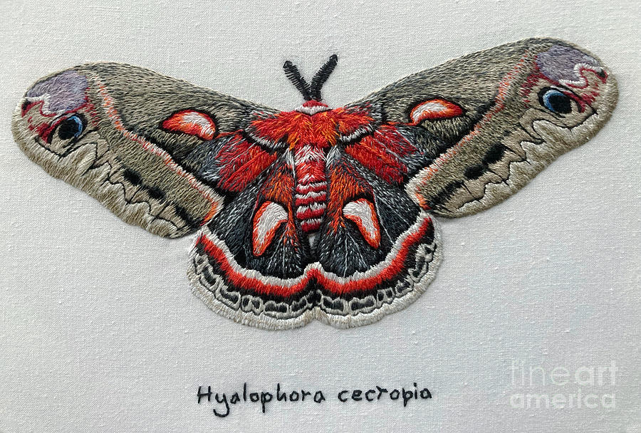 Cecropia Moth  Painting by Antony Galbraith
