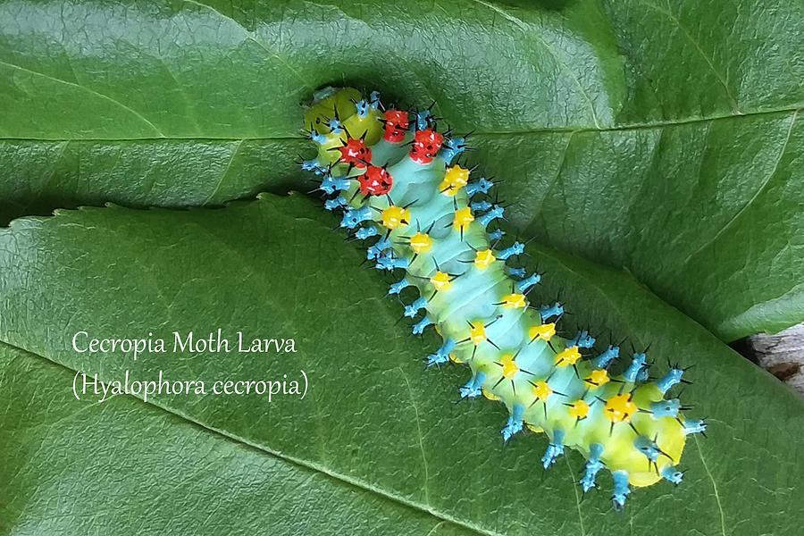 Cecropia Moth caterpillar Photograph by Mark Berman