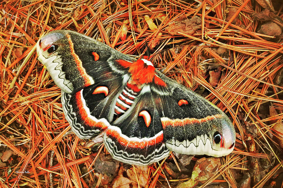 Butterfly Photograph - Cecropia Moth by Christina Rollo