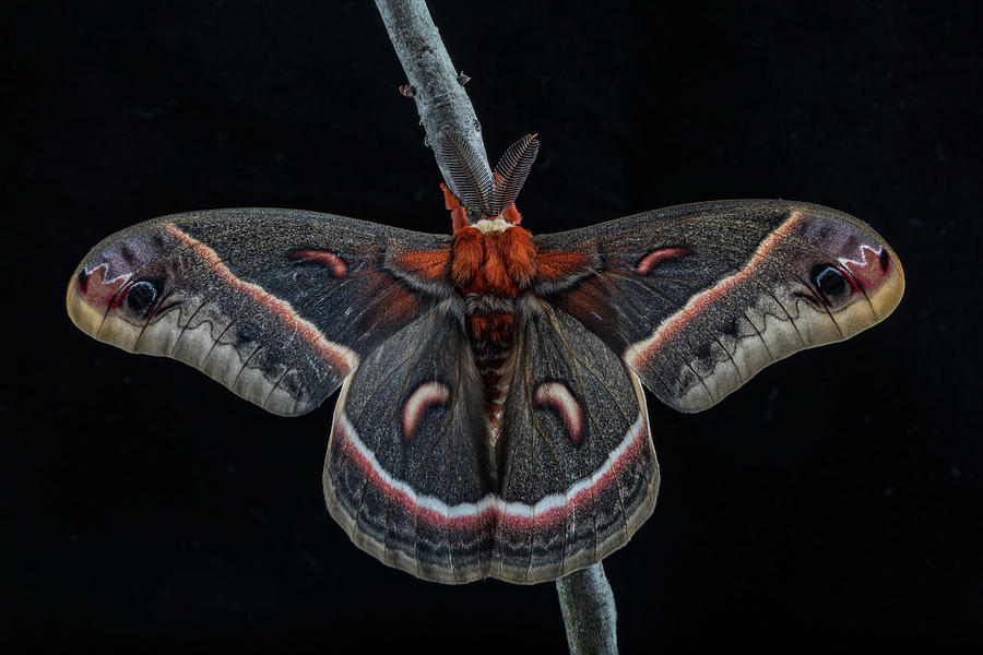 Up Movie Photograph - Cecropia Moth, Hyalophora cecropia by Jim and Lynne Weber
