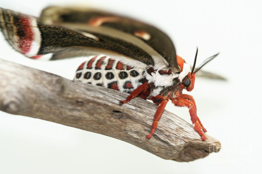 Insects Photograph - Cecropia Moth by Megan McCarty
