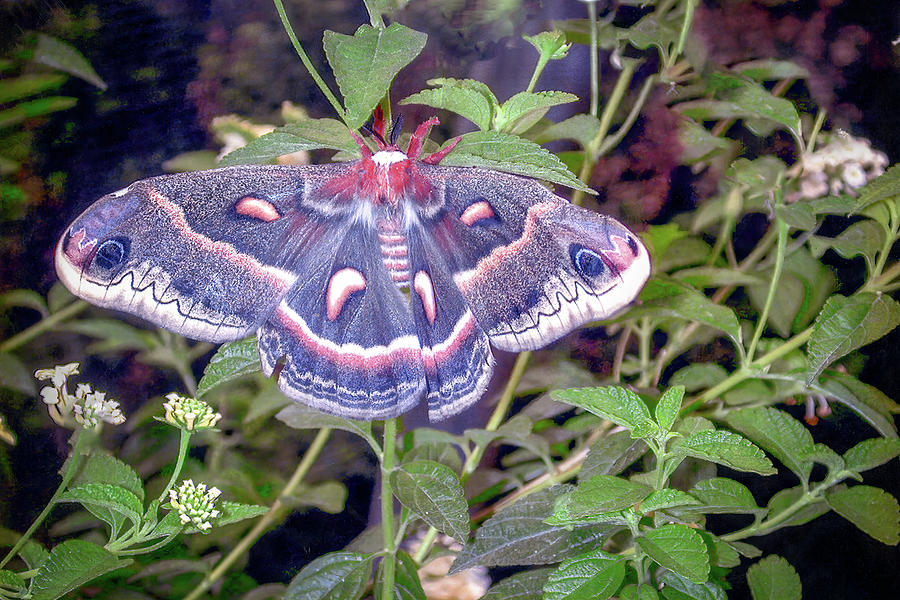 Cecropia Moth Photograph by Prinz Erik - Fine Art America