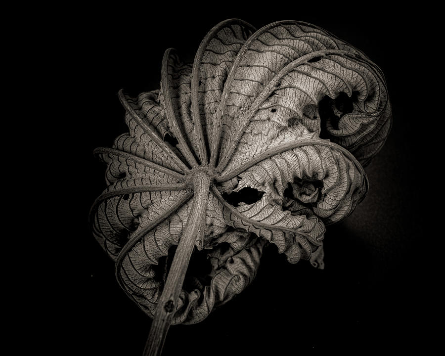 Cecropia palmata aka Embauba by Alessandra RC Cecropia palmata aka Embauba by Alessandra RC