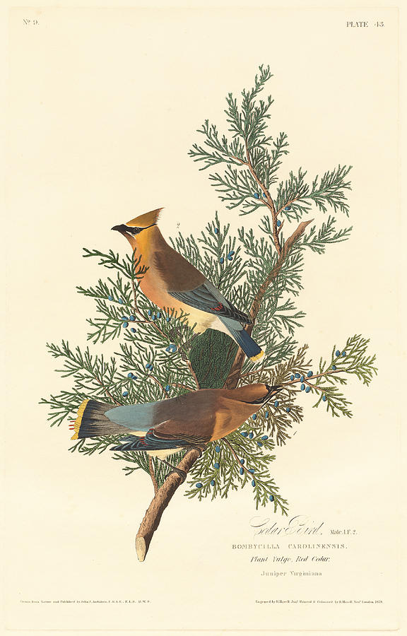 Cedar Bird Drawing by Robert Havell