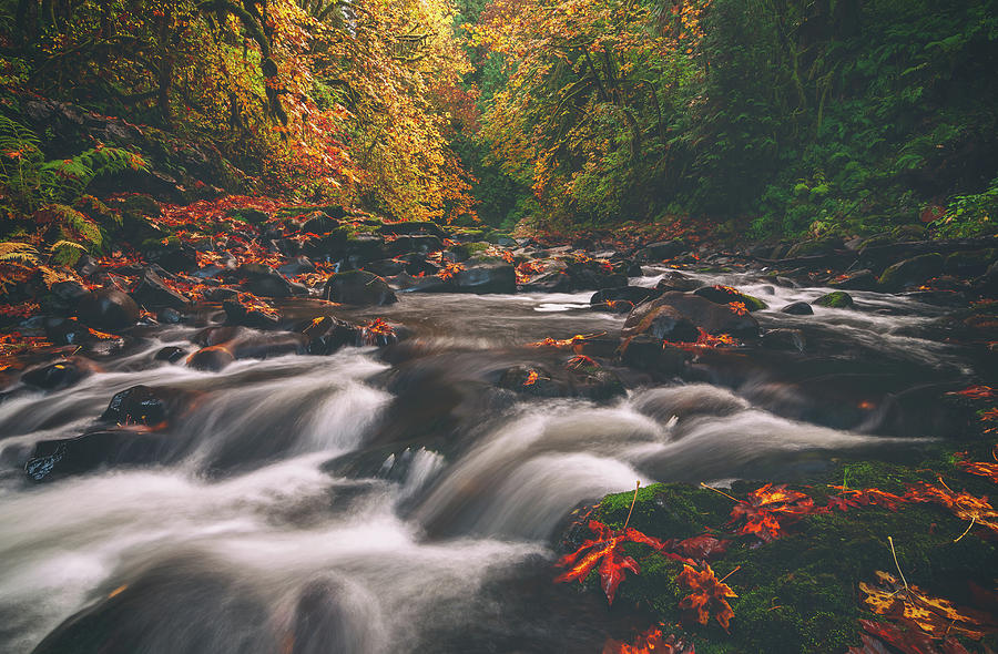 Fall Photograph - Cedar Creek Spice by Darren White