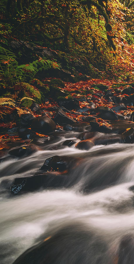 Fall Colors Photograph - Cedar Creek Spice Left Side by Darren White