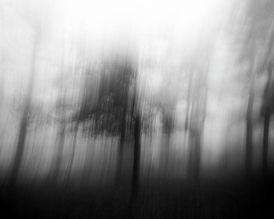 Cedar In Fog Photograph