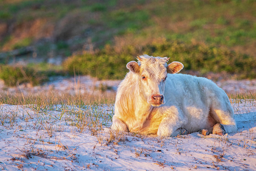 Cedar Island NC Sea Cow Photograph by Bob Decker