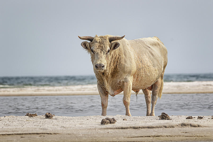 Cedar Island Wild Sea Cow - North Carolina Photograph by Bob Decker