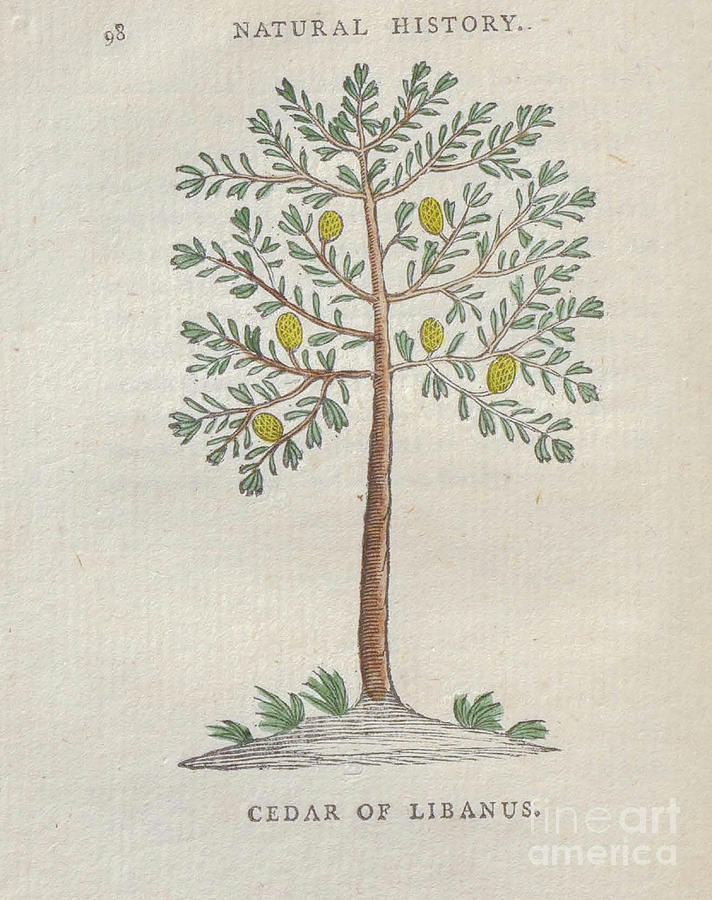 Cedar of Libanus Lebanon t5 Drawing by Botany