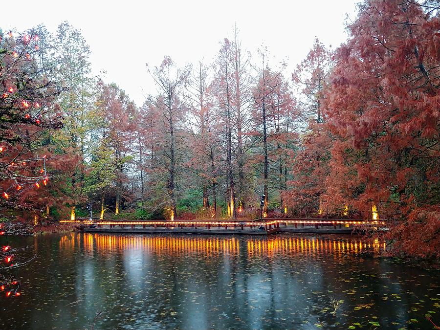 Cedar Pond at Twilight Photograph by Darrell MacIver