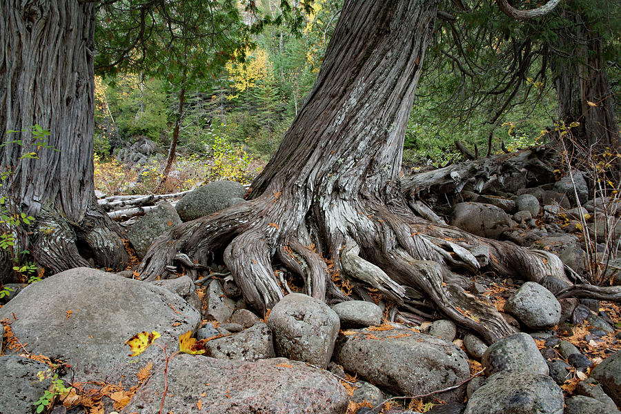 Cedar Roots Photograph by Stephen Emms - Fine Art America