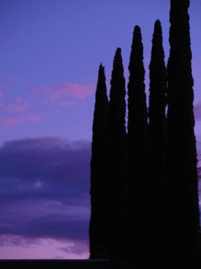 Tree Photograph - Cedar Sentinels by Bonnie See