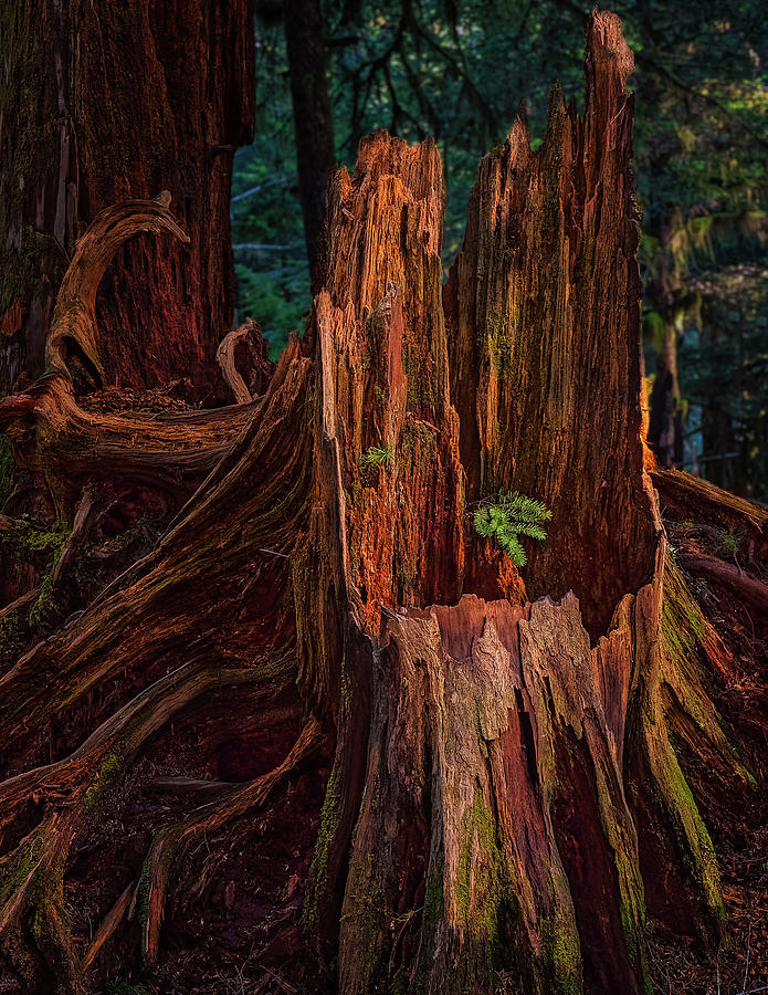 Tree Photograph - Cedar Stump by Thomas Hall