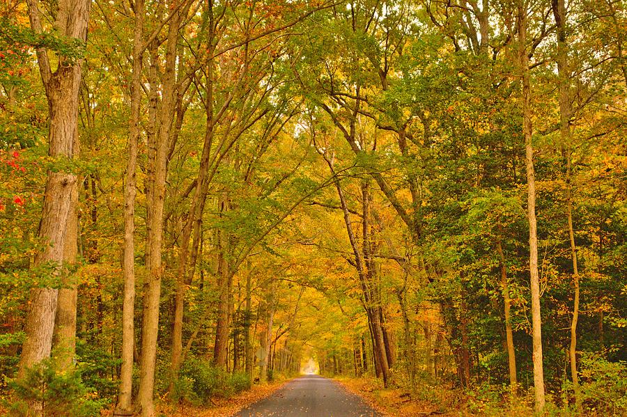 Escape to the Enchanting Cedar Swamp Wildlife Refuge: Where Nature's Magic Unfolds