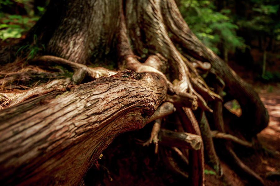 Cedar Tangle Photograph by Neal Nealis