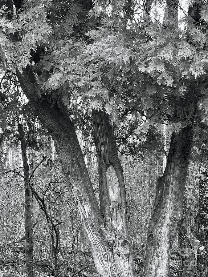 Cedar tree Black and white Photograph by Maureen Rose - Fine Art America