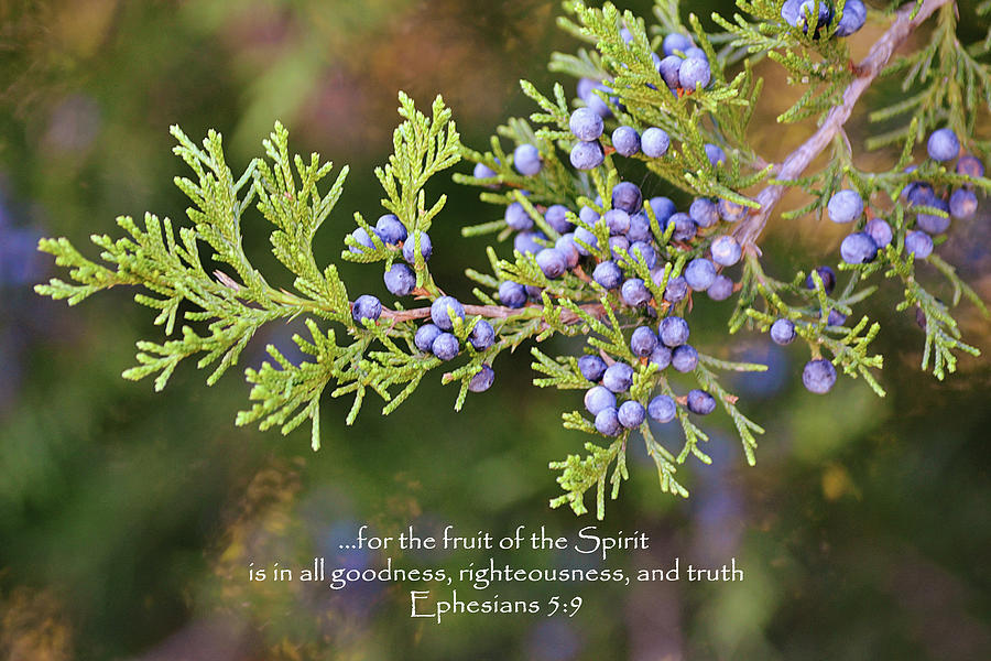 Cedar Tree Blue Fruit And Scripture Photograph