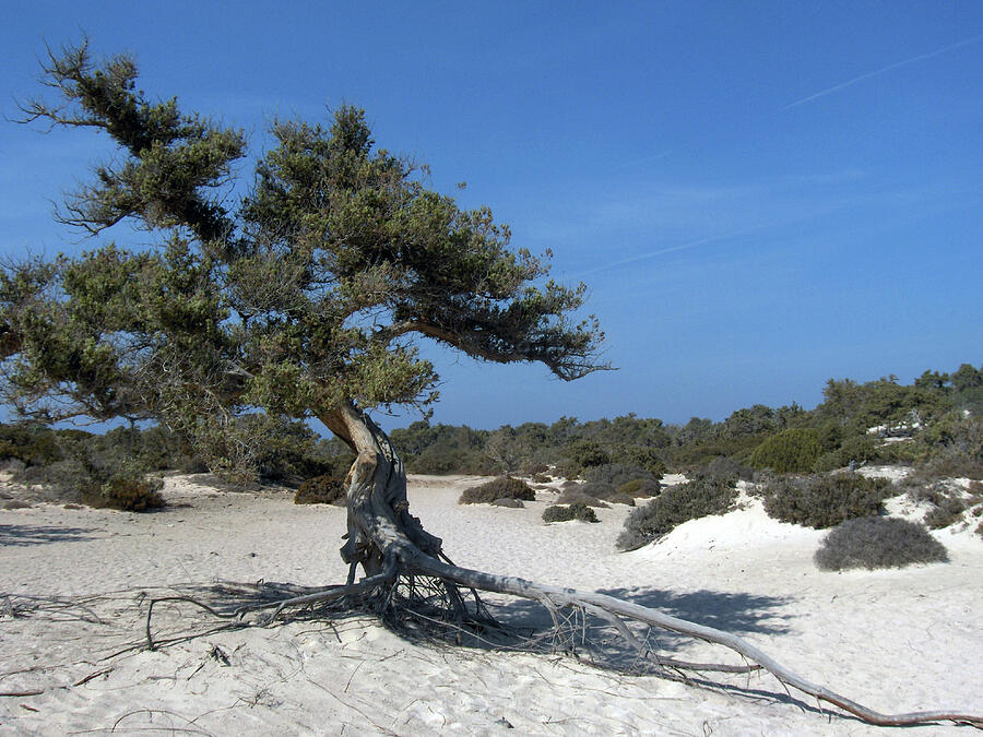 Cedar Tree on Chrissi Island Photograph by Judith Rowe