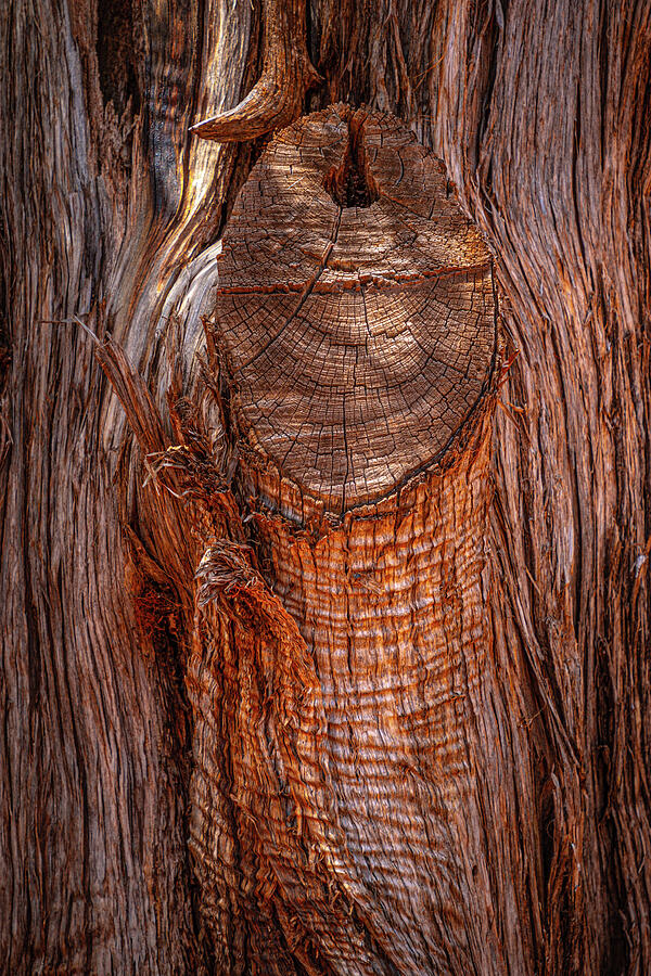Cedar Tree Textures Photograph by Linda Unger