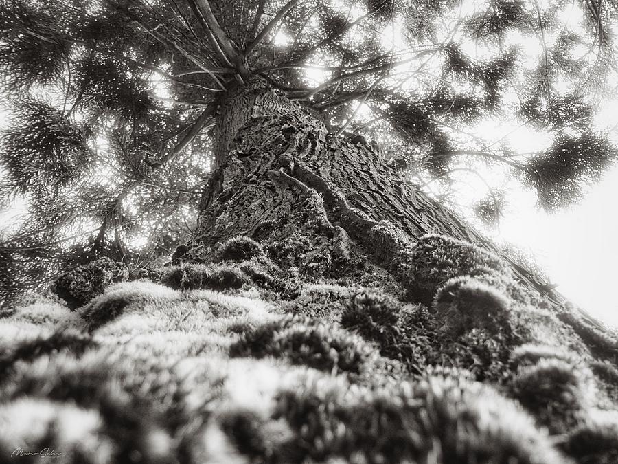 Cedar Tree Trunk from Below BW Photograph by Marco Sales