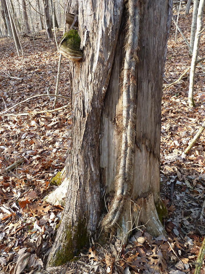 Cedar tree with bracket fungus in Kentucky forest Photograph by Stevie ...