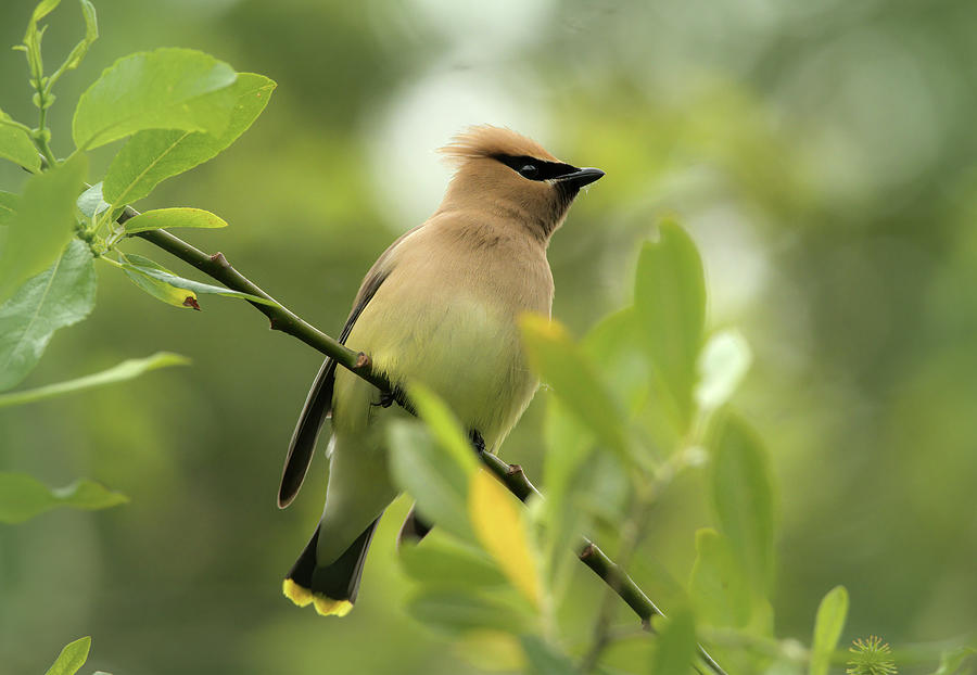 Cedar Wax Wing Song Bird Photograph by Sandra Js