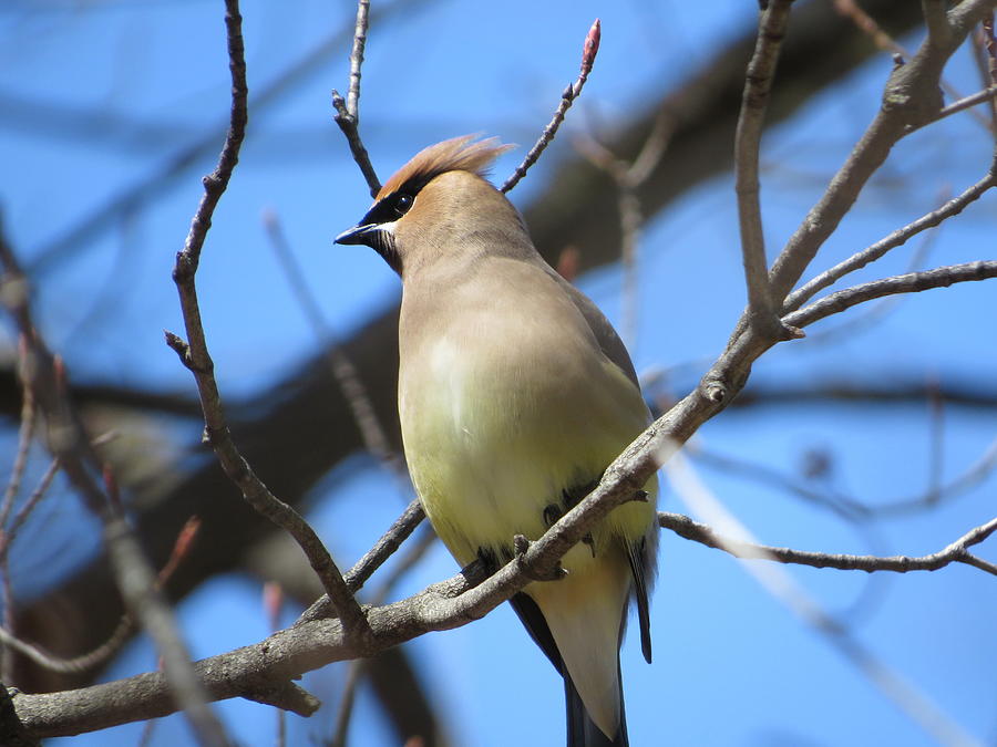 Cedar Waxwing - #13238 Photograph by StormBringer Photography