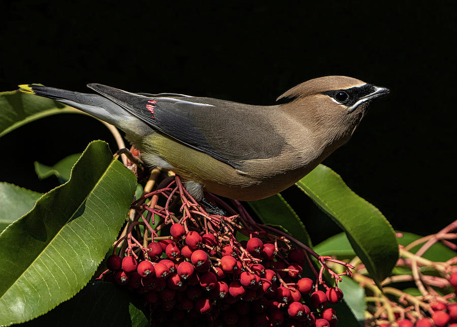 Cedar Waxwing 2 Photograph by Mary Catherine Miguez