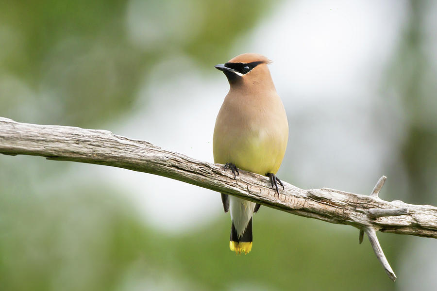 Cedar Waxwing 2022 07 Photograph by Judy Tomlinson - Fine Art America