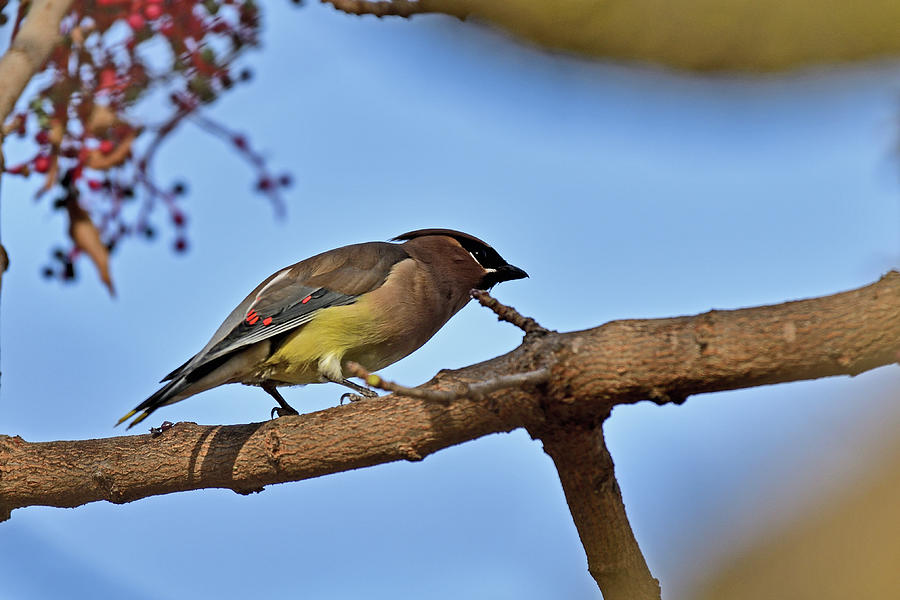 Cedar Waxwing Photograph by Amazing Action Photo Video