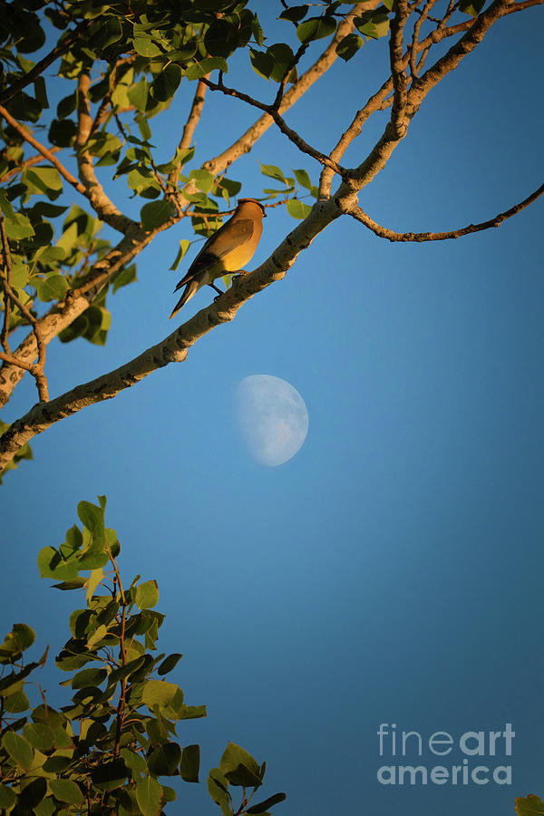 Cedar Waxwing and the moon Photograph by Thomas Nay
