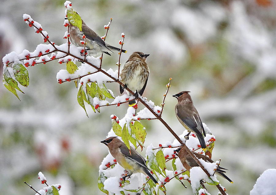 Cedar Waxwing Birds and the First Snow Photograph by Lyuba Filatova