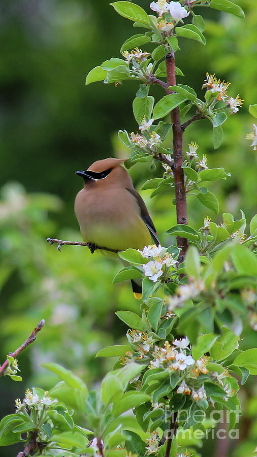 Spring Photograph - Cedar Waxwing by Brian Beauchamp