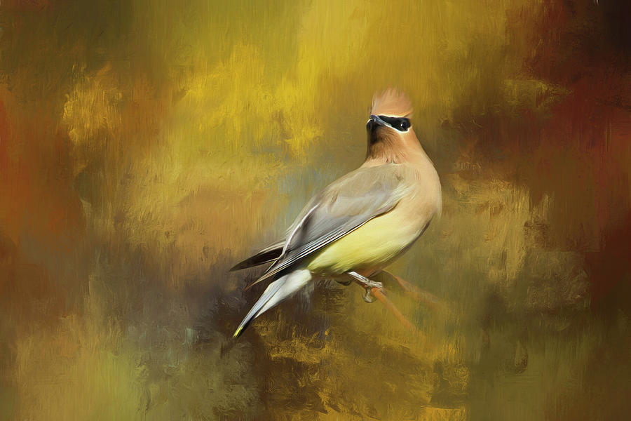 Cedar Waxwing Photograph by Donna Kennedy