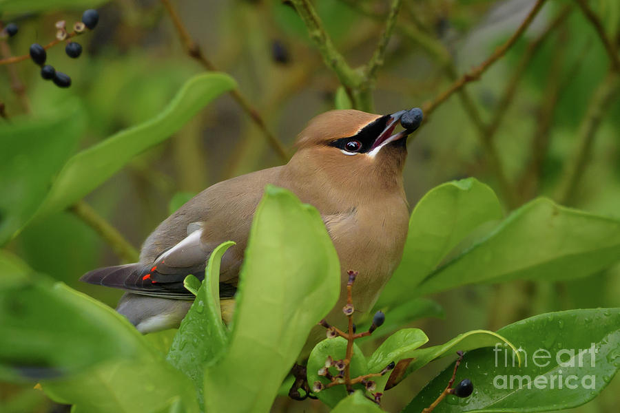 Seattle Photograph - Cedar Waxwing Eating a Berry in a Shrub by Nancy Gleason