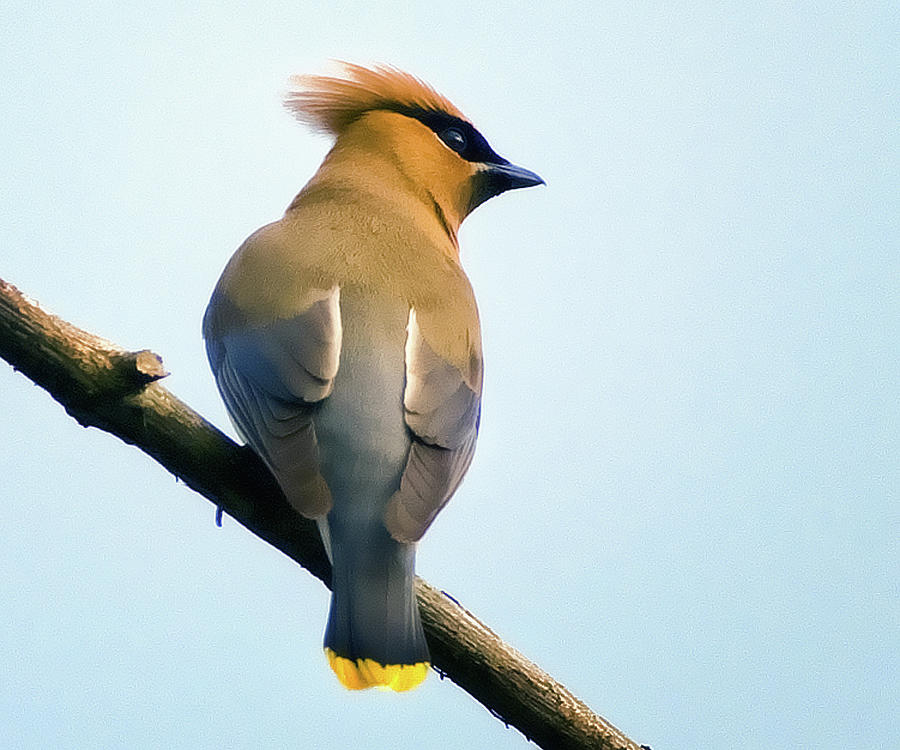 Cedar Waxwing Photograph by Edward Shotwell Cedar Waxwing Photograph by Edward Shotwell