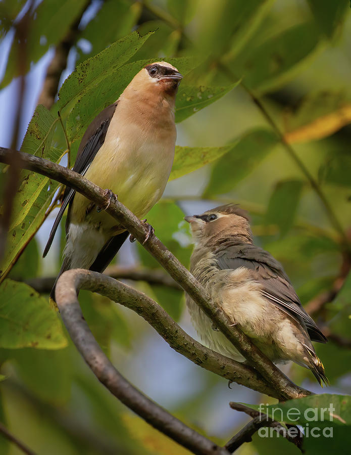 Cedar Waxwing Family Photograph by Chris Scroggins Cedar Waxwing Family Photograph by Chris Scroggins