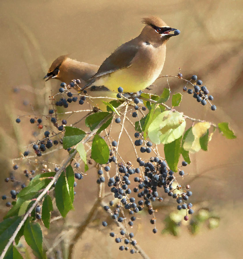 Cedar Waxwing Gathering Photograph by Art Cole